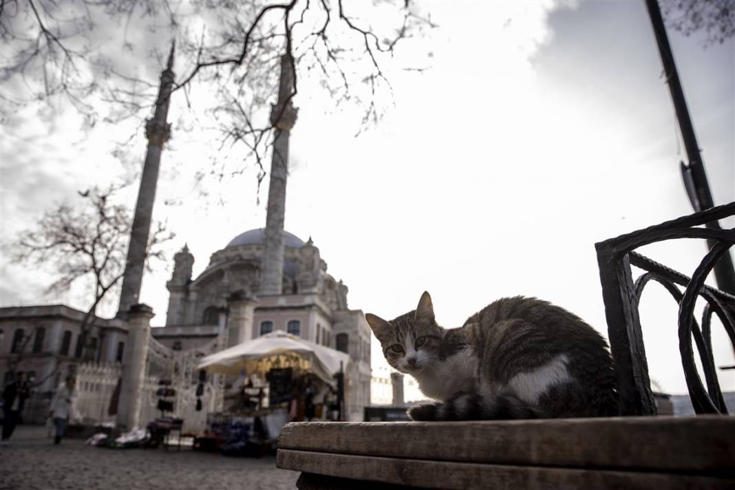 'Kedilerin şehri' İstanbul 18