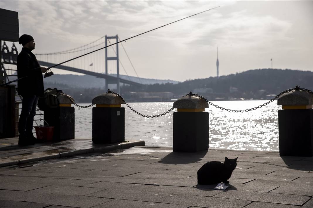 'Kedilerin şehri' İstanbul 14