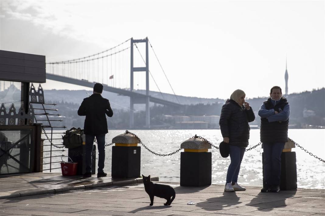 'Kedilerin şehri' İstanbul 13