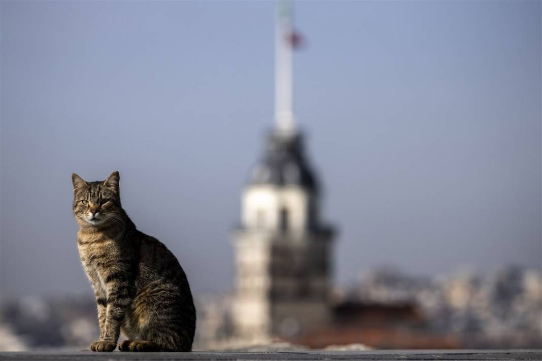 'Kedilerin şehri' İstanbul 12