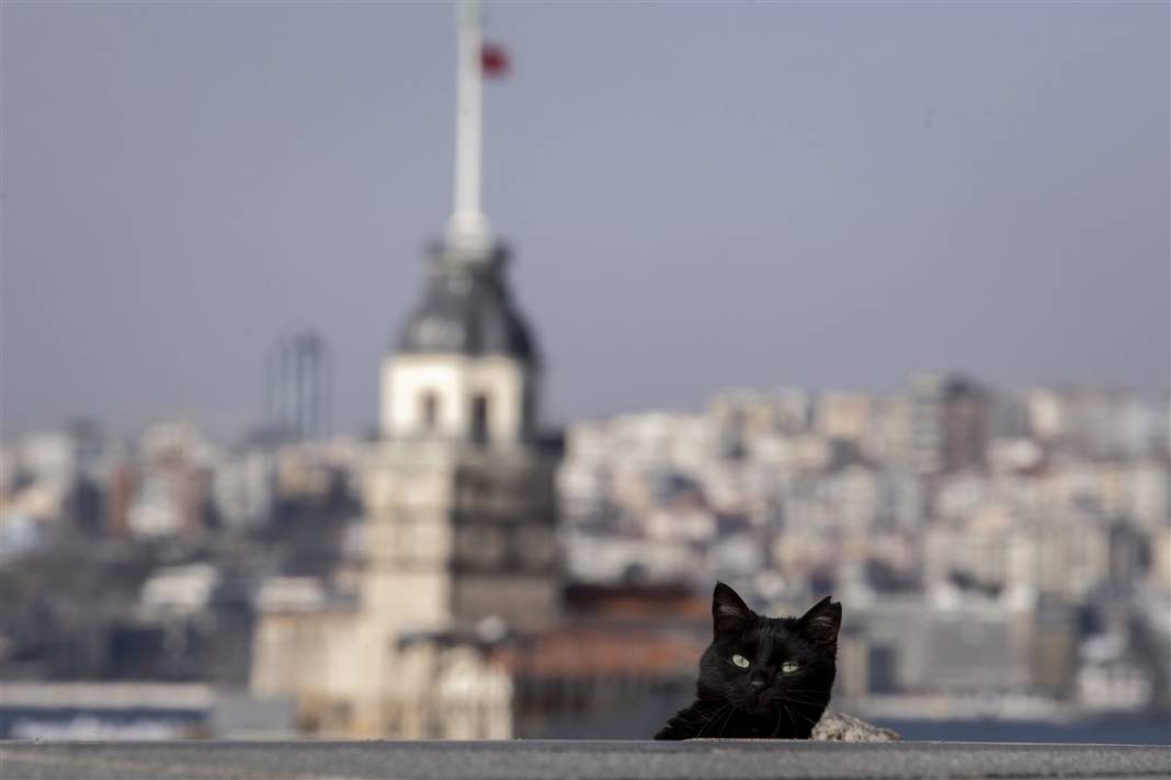 'Kedilerin şehri' İstanbul 10