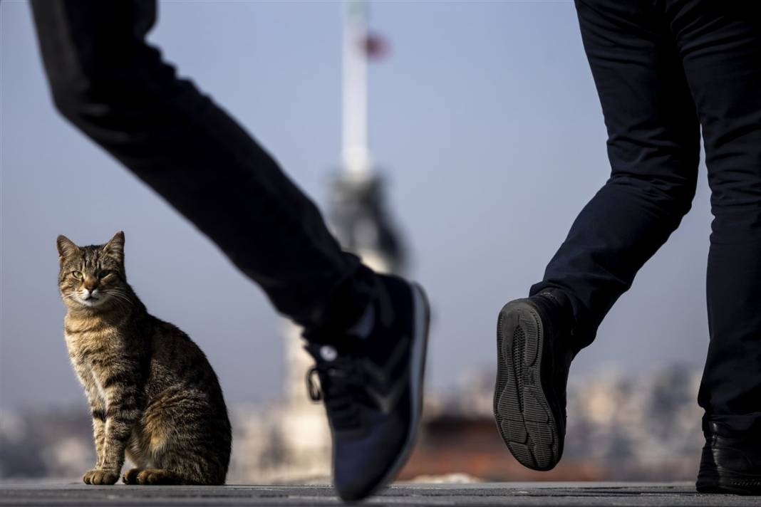 'Kedilerin şehri' İstanbul 9