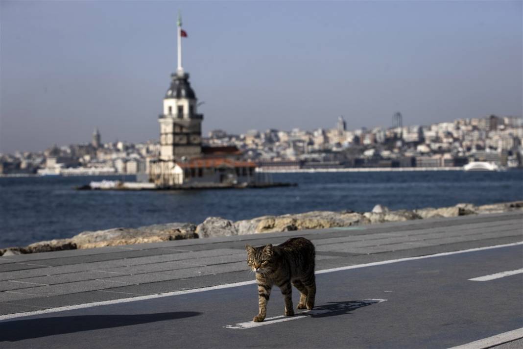 'Kedilerin şehri' İstanbul 8