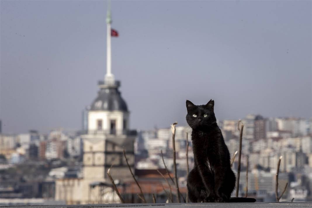 'Kedilerin şehri' İstanbul 7