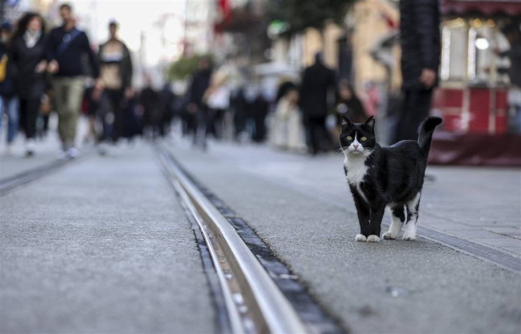 'Kedilerin şehri' İstanbul 6