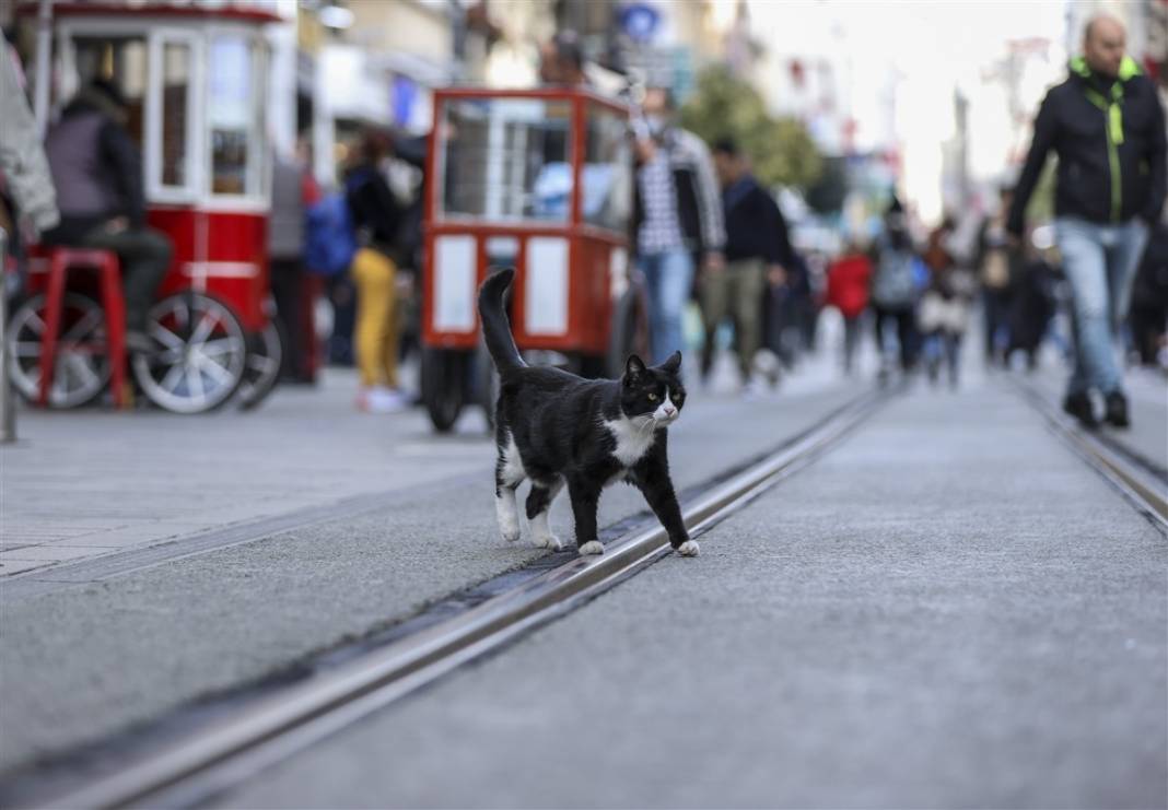 'Kedilerin şehri' İstanbul 5