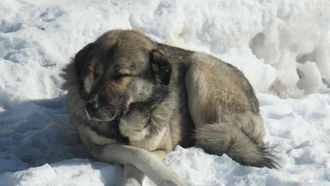 En son 40 yıl önce böyle kar yağmıştı... Yılın 12 ayı sıcak olan kent, kara gömüldü 7