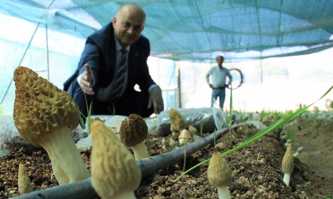 Kuzu göbeği mantarı ilk kez serada üretildi: Tazesi 400 kurusu 3 bin TL 12