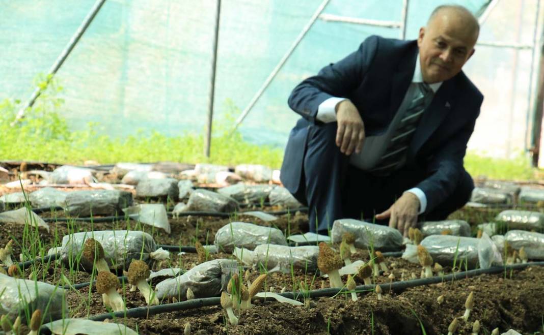 Kuzu göbeği mantarı ilk kez serada üretildi: Tazesi 400 kurusu 3 bin TL 10