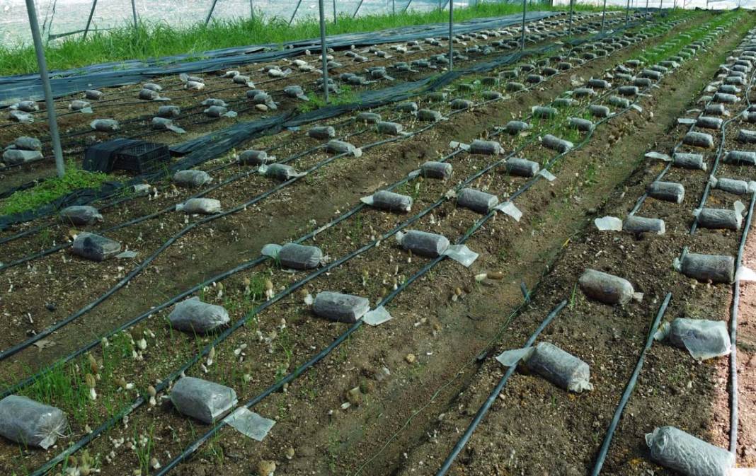 Kuzu göbeği mantarı ilk kez serada üretildi: Tazesi 400 kurusu 3 bin TL 8