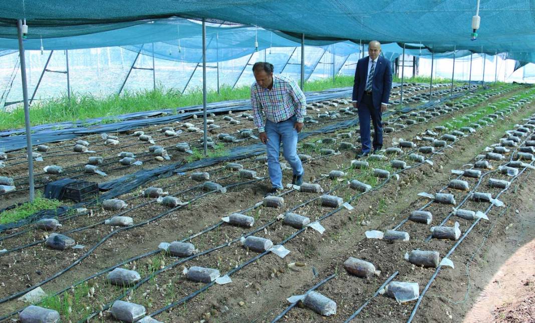 Kuzu göbeği mantarı ilk kez serada üretildi: Tazesi 400 kurusu 3 bin TL 5