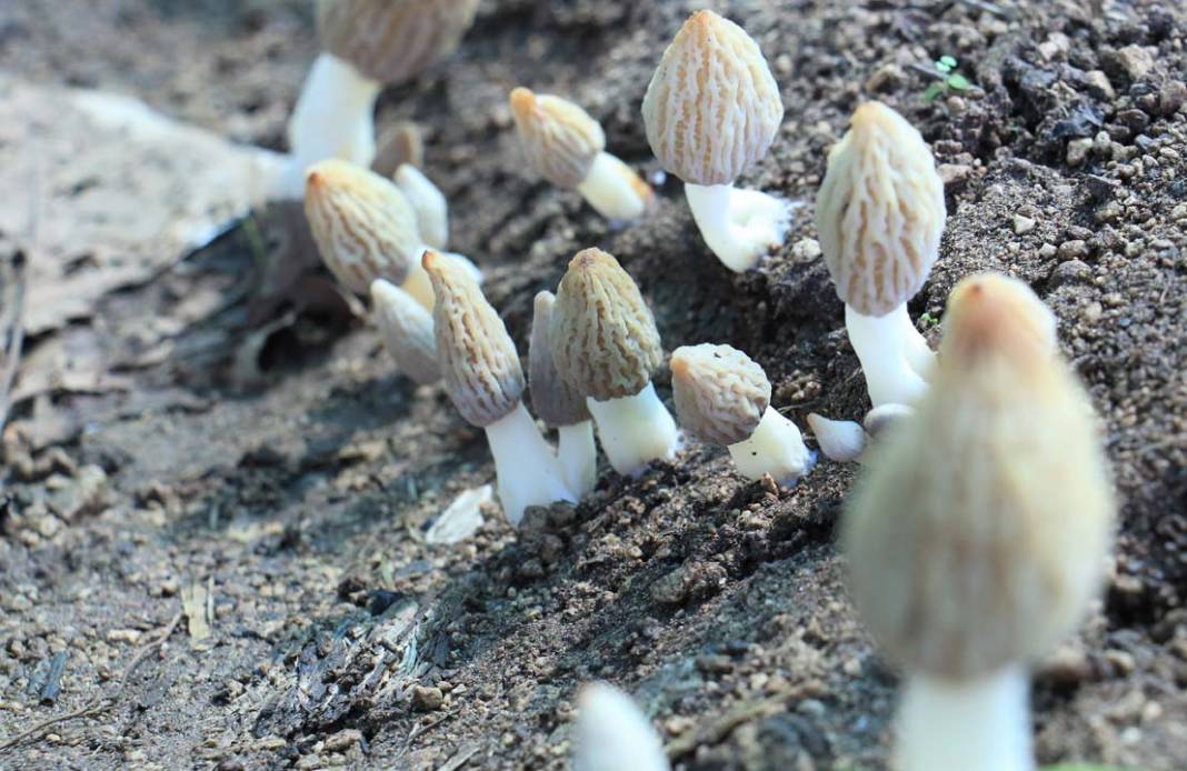 Kuzu göbeği mantarı ilk kez serada üretildi: Tazesi 400 kurusu 3 bin TL 6