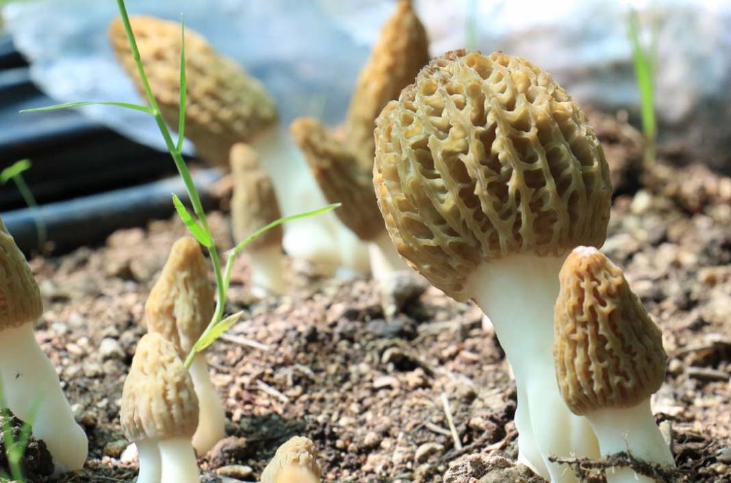 Kuzu göbeği mantarı ilk kez serada üretildi: Tazesi 400 kurusu 3 bin TL 3