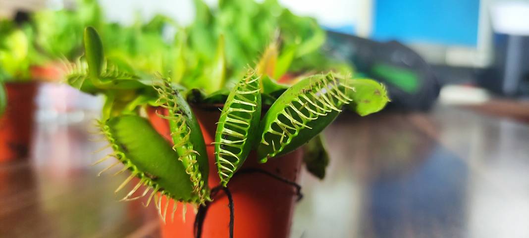 Hollanda'dan getirdi, yok satmaya başladı: Bu bitkiler et yiyor! 9