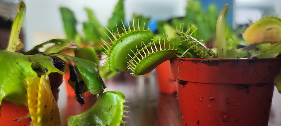 Hollanda'dan getirdi, yok satmaya başladı: Bu bitkiler et yiyor! 1