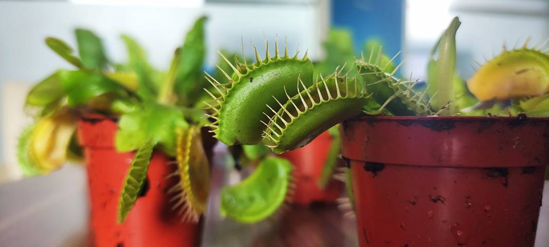 Hollanda'dan getirdi, yok satmaya başladı: Bu bitkiler et yiyor! 2