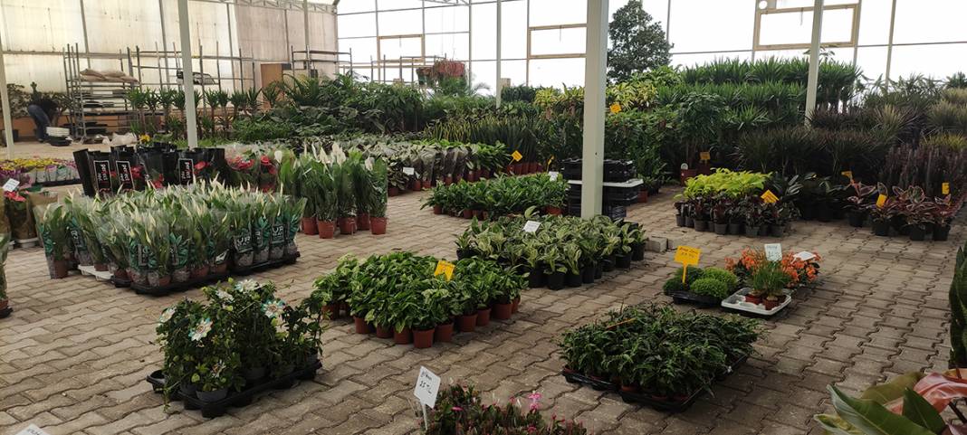 Hollanda'dan getirdi, yok satmaya başladı: Bu bitkiler et yiyor! 6