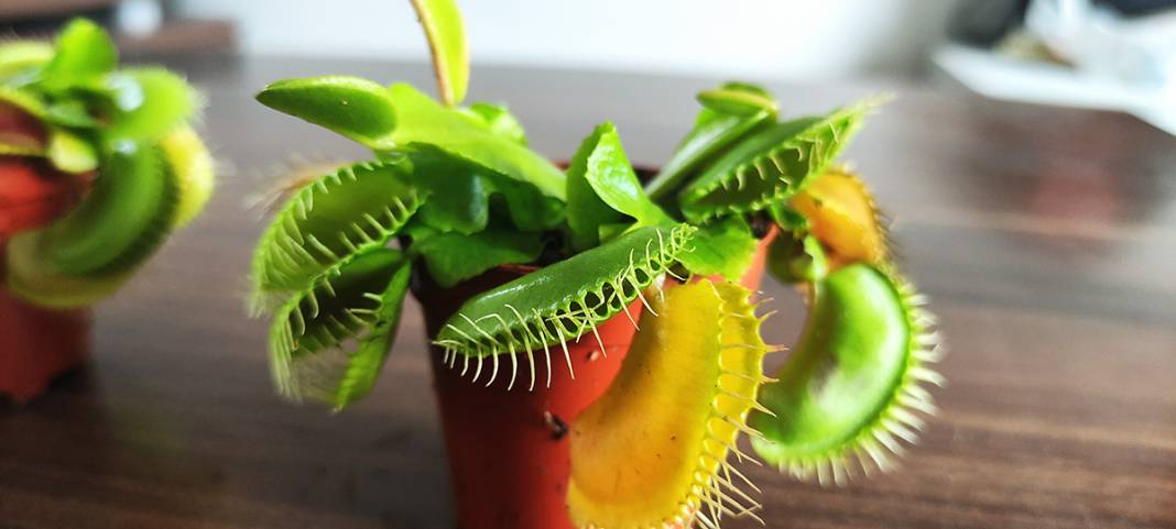 Hollanda'dan getirdi, yok satmaya başladı: Bu bitkiler et yiyor! 8