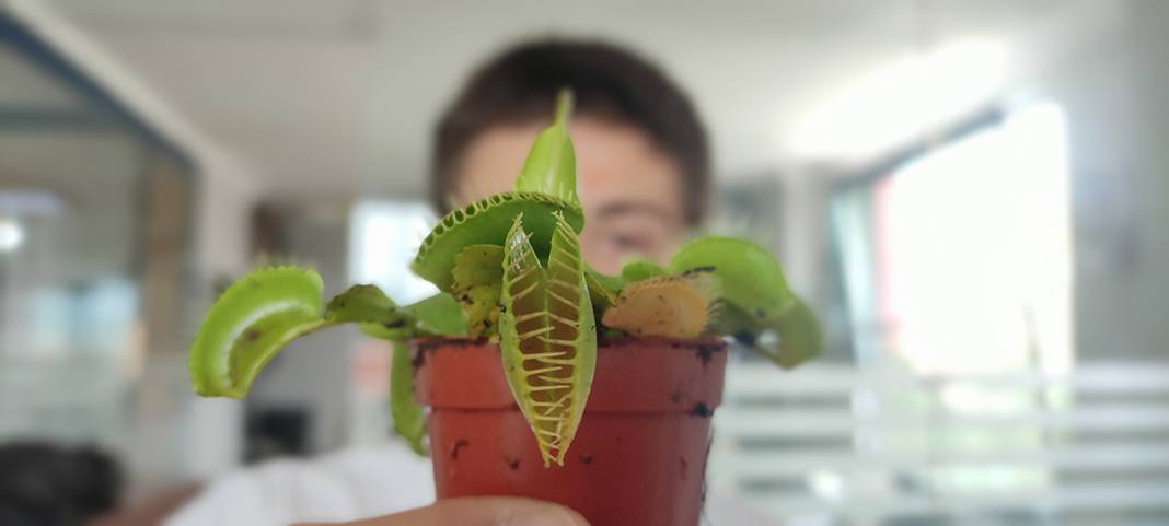 Hollanda'dan getirdi, yok satmaya başladı: Bu bitkiler et yiyor! 10