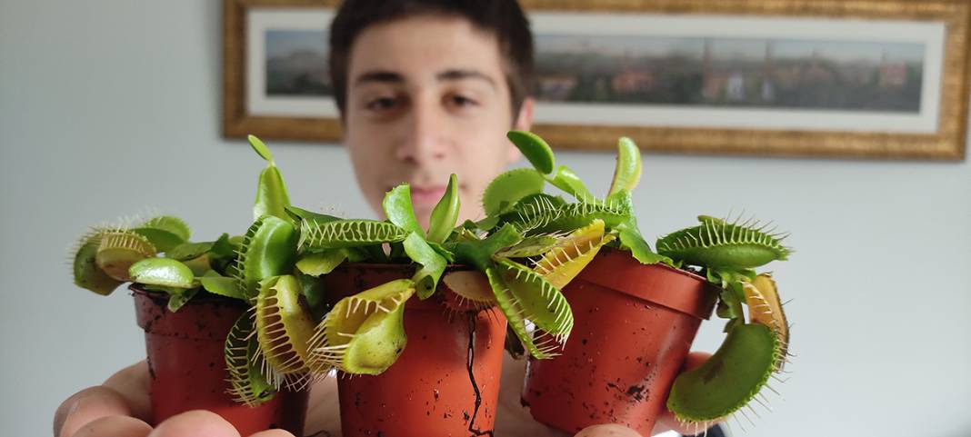 Hollanda'dan getirdi, yok satmaya başladı: Bu bitkiler et yiyor! 4