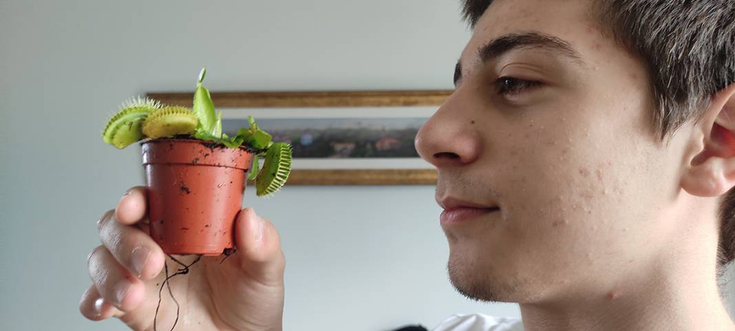 Hollanda'dan getirdi, yok satmaya başladı: Bu bitkiler et yiyor! 5