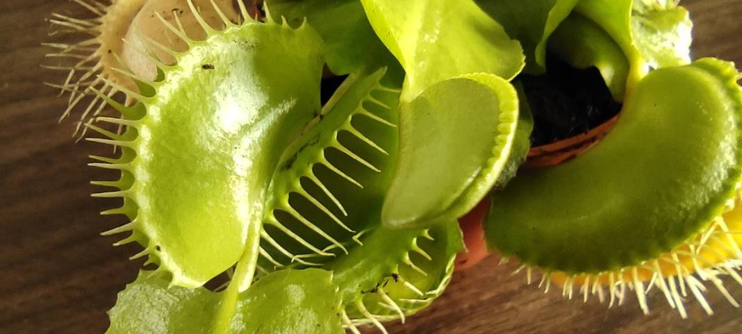 Hollanda'dan getirdi, yok satmaya başladı: Bu bitkiler et yiyor! 3