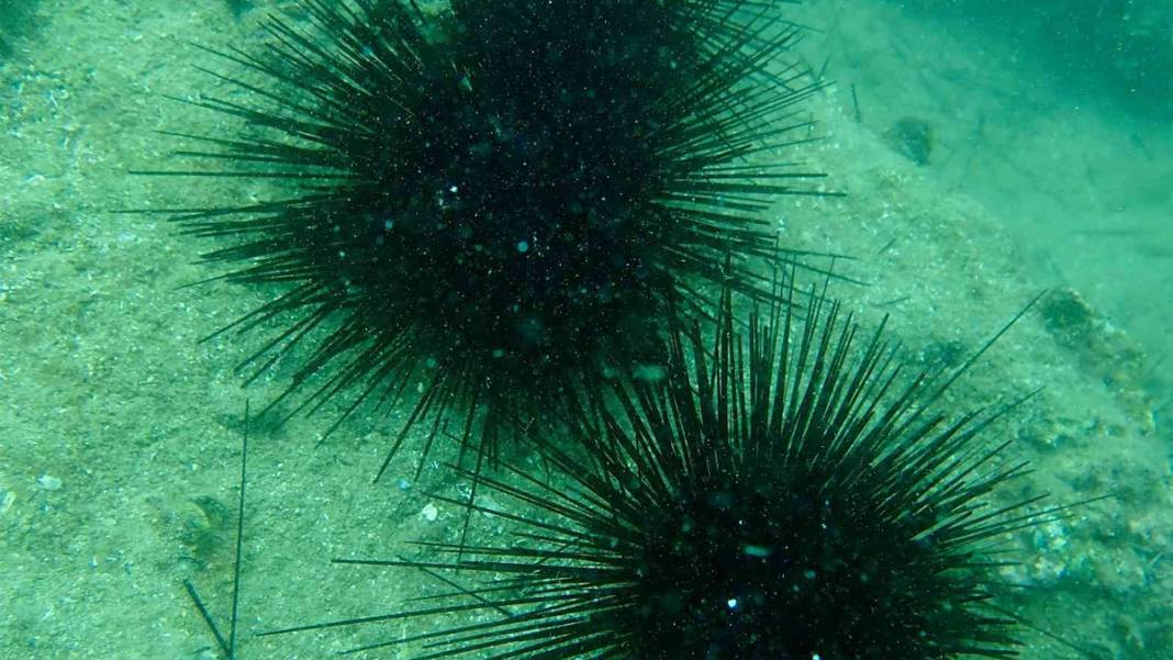 Uzman ekip ortaya çıkardı: Akdeniz'de korkutan istila! 1