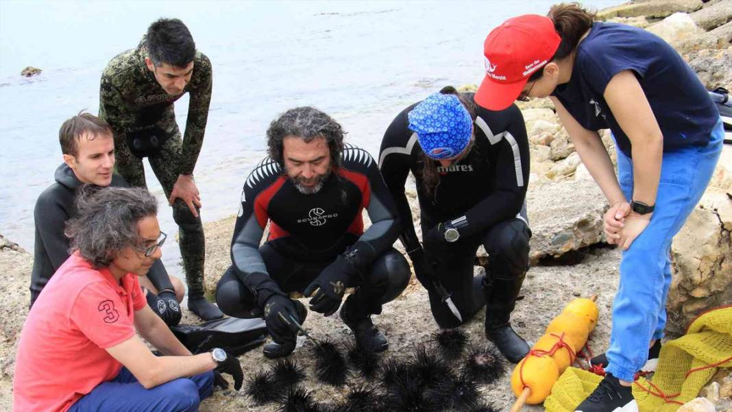 Uzman ekip ortaya çıkardı: Akdeniz'de korkutan istila! 2