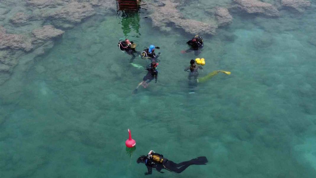 Uzman ekip ortaya çıkardı: Akdeniz'de korkutan istila! 5