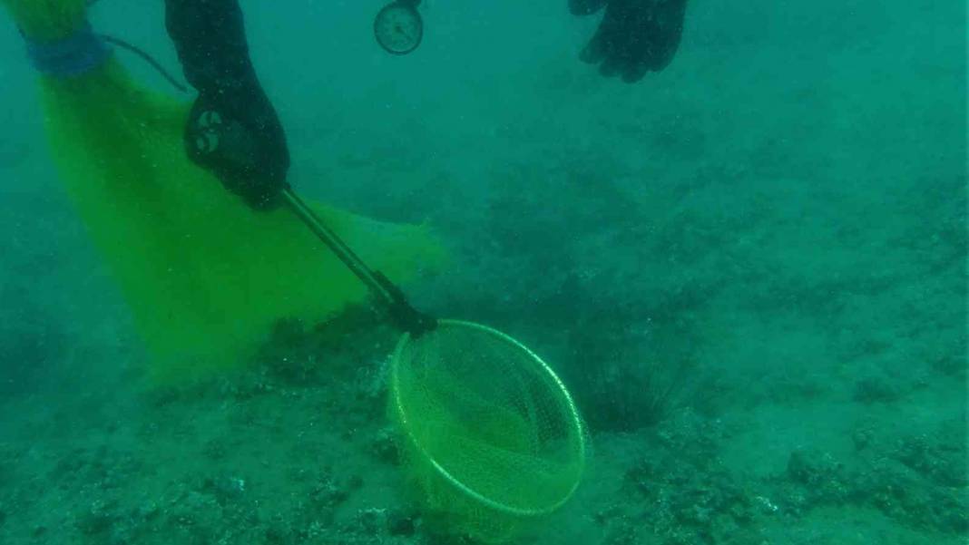 Uzman ekip ortaya çıkardı: Akdeniz'de korkutan istila! 6