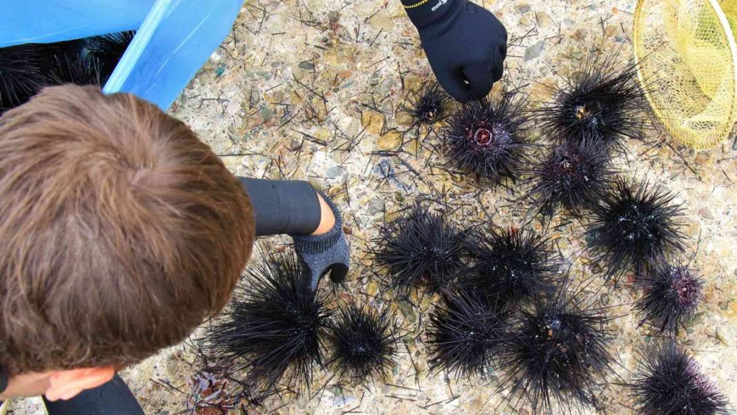 Uzman ekip ortaya çıkardı: Akdeniz'de korkutan istila! 8