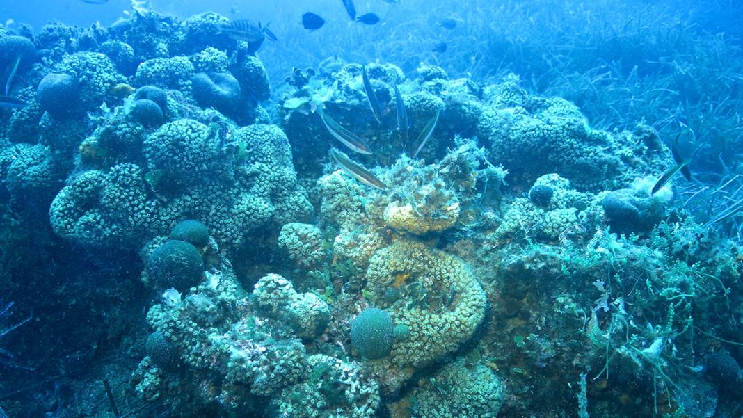 Marmara'nın bilinmeyen güzelliği tehlike altında 1