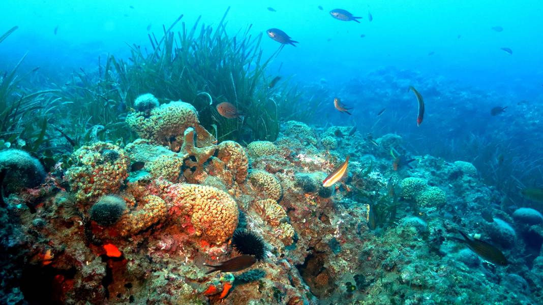 Marmara'nın bilinmeyen güzelliği tehlike altında 2