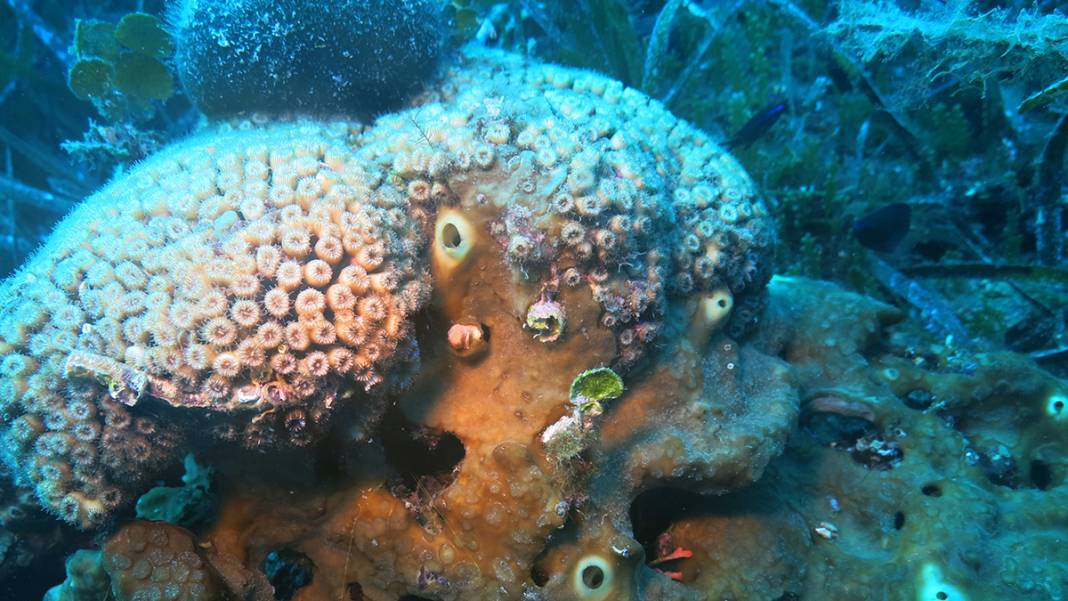 Marmara'nın bilinmeyen güzelliği tehlike altında 3