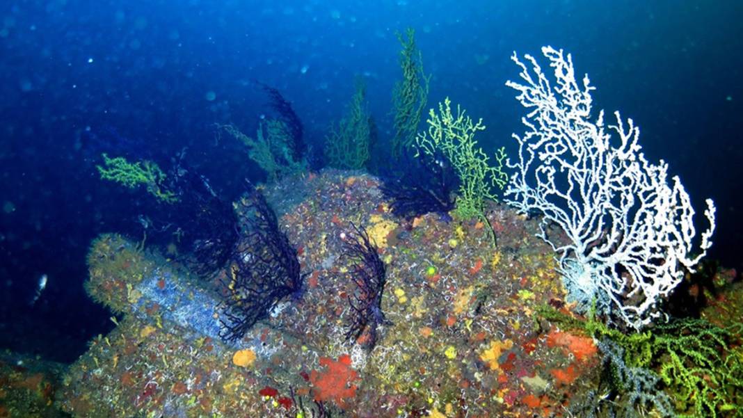Marmara'nın bilinmeyen güzelliği tehlike altında 5