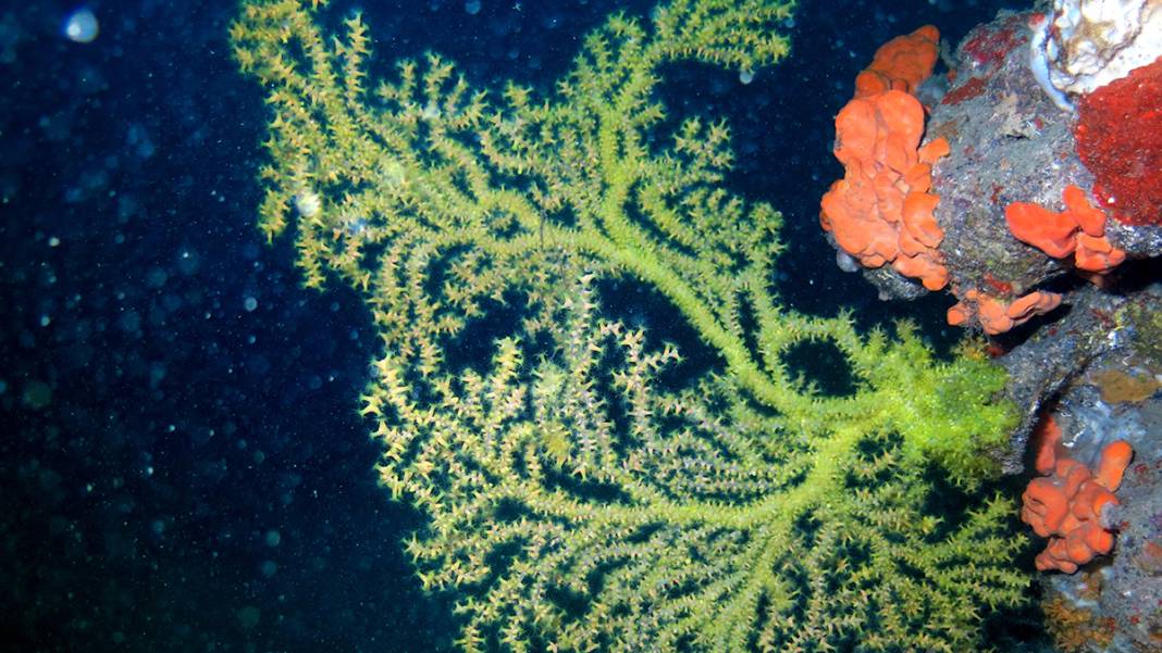 Marmara'nın bilinmeyen güzelliği tehlike altında 4