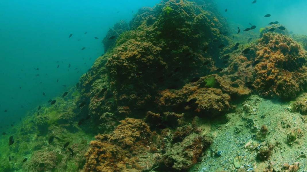 Marmara'nın bilinmeyen güzelliği tehlike altında 9