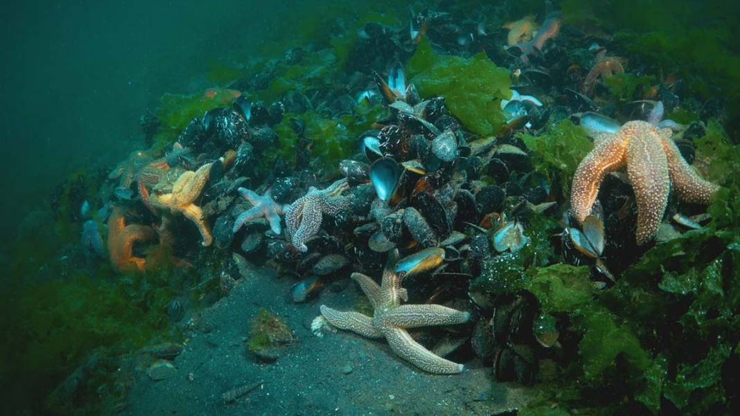 Marmara'nın bilinmeyen güzelliği tehlike altında 10