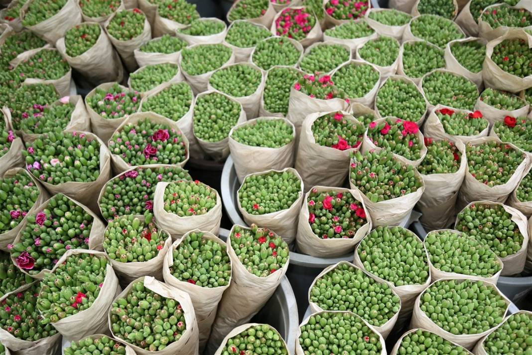 Kraliçe 2. Elizabeth'in cenazesi için Antalya ve Isparta'da yoğun mesai 9