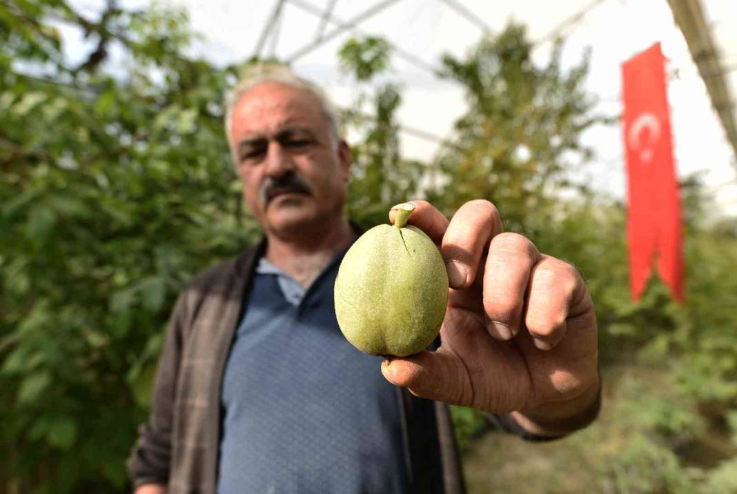 Çoğaltmak için gen bahçesi kuracak: Elma ile yarışan cevizler şaşırtıyor 4