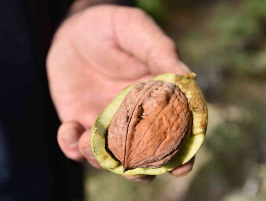 Çoğaltmak için gen bahçesi kuracak: Elma ile yarışan cevizler şaşırtıyor 6