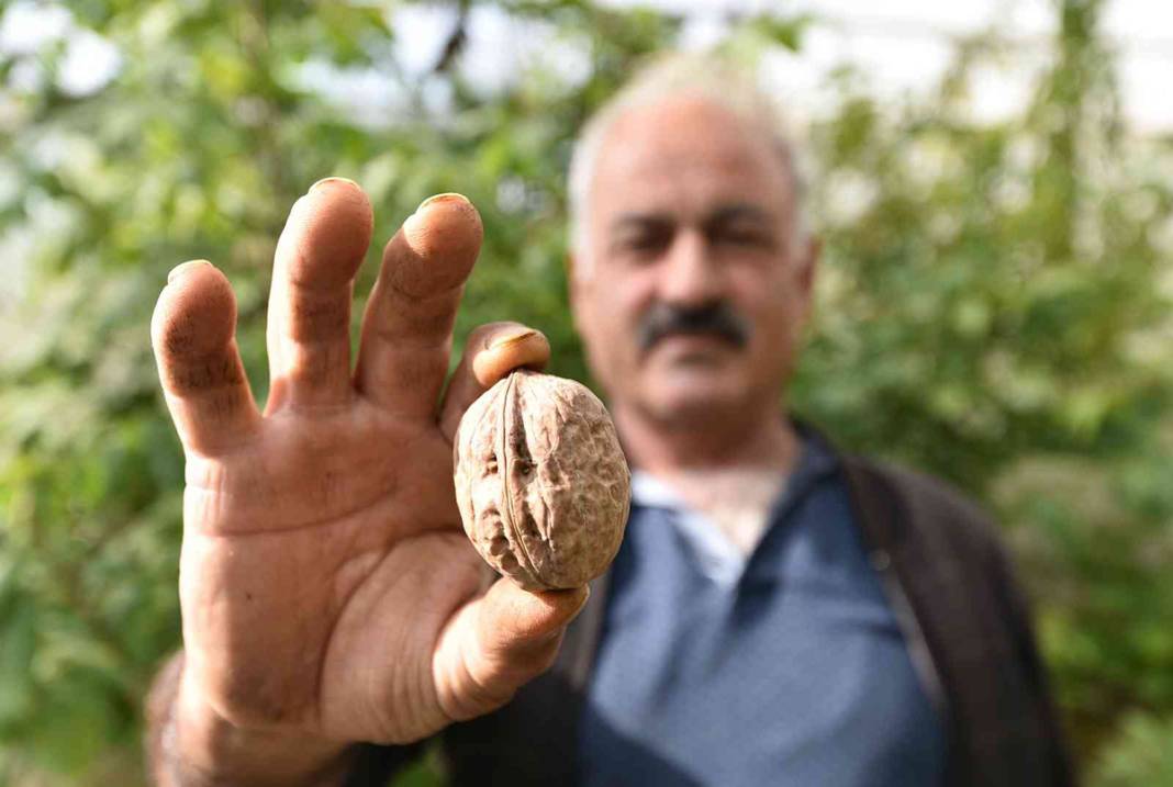 Çoğaltmak için gen bahçesi kuracak: Elma ile yarışan cevizler şaşırtıyor 5