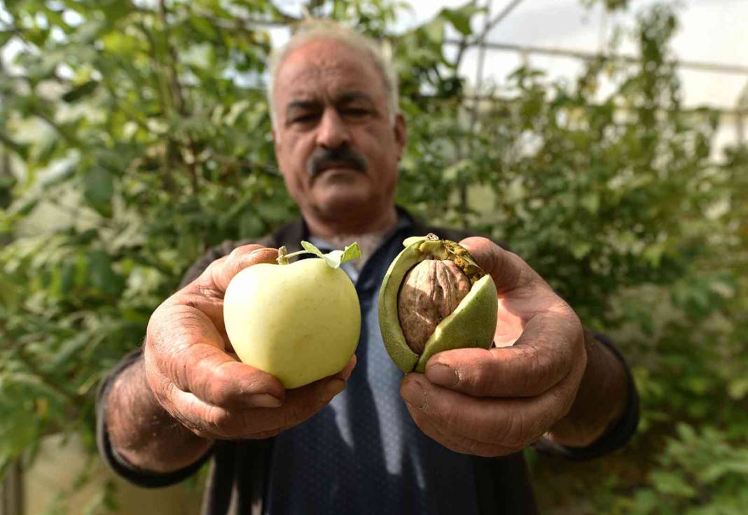 Çoğaltmak için gen bahçesi kuracak: Elma ile yarışan cevizler şaşırtıyor 3