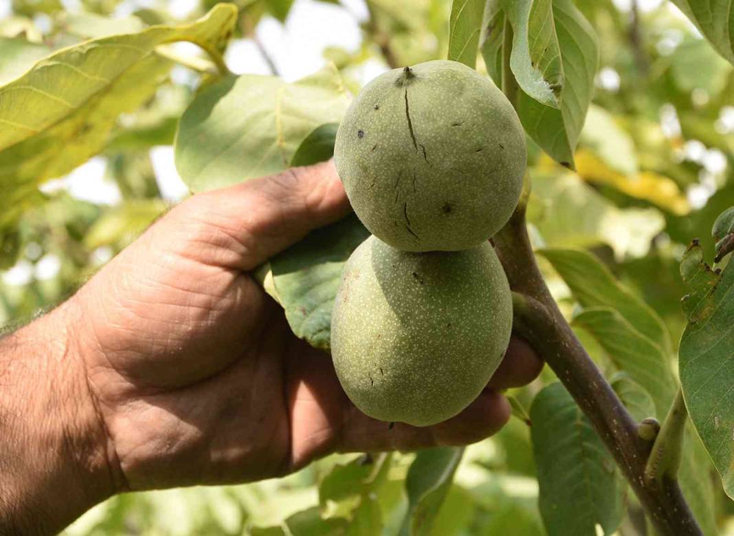 Çoğaltmak için gen bahçesi kuracak: Elma ile yarışan cevizler şaşırtıyor 1