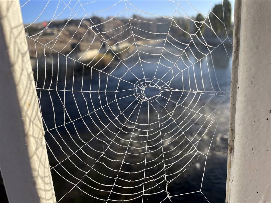 O ilimiz donuyor! Örümcek ağları bile buz tuttu 3
