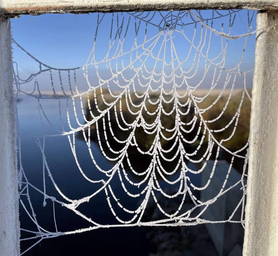 O ilimiz donuyor! Örümcek ağları bile buz tuttu 1