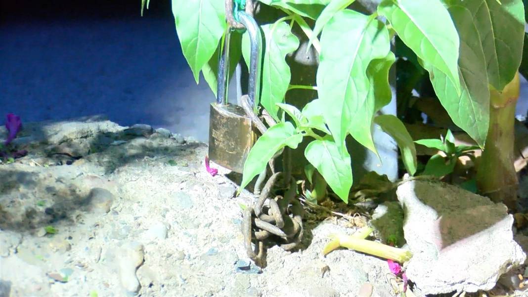 Tekme tokat dövüp zincirle direğe bağladılar 5