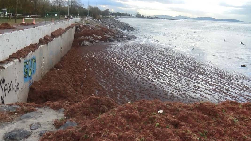 Dev dalgalar getirdi, vatandaşlar şaşkın: Lodos sonrası aynı manzara 9