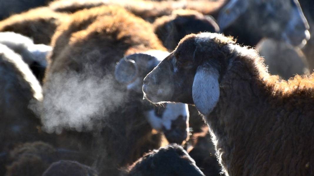 Türkiye'nin 'Sibirya'sı olarak biliniyor: Hava eksi 7'yi gördü, camları buz tuttu 9