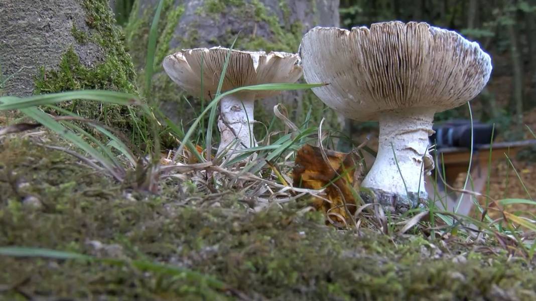 Uzmanından mantar uyarısı: Dünyanın en zehirli mantarına ikizi kadar benziyor 22